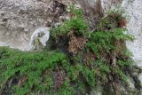 Adiantum capillus-veneris
