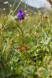Campanula ciliata
