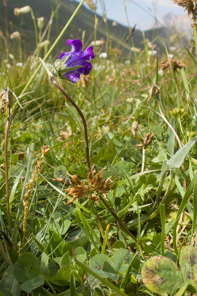 Изображение особи Campanula ciliata.