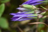 genus Campanula