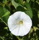 Image of taxon representative. Author is Тулкин Тиллаев