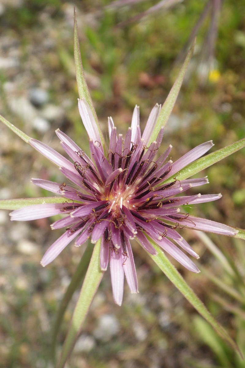 Изображение особи Tragopogon porrifolius.