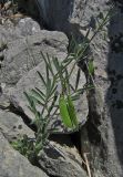 Lathyrus saxatilis