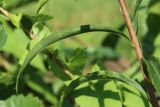 Solidago canadensis