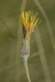 Scorzonera mollis