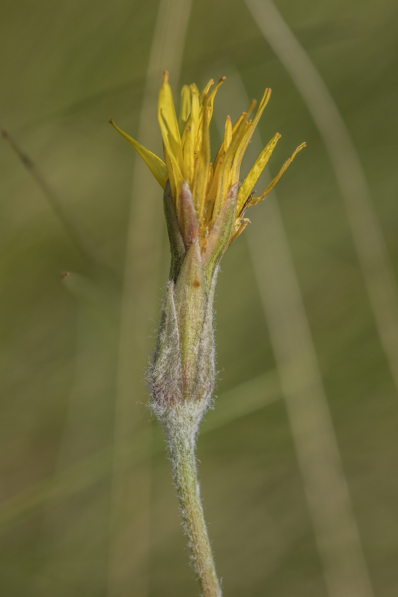 Image of Scorzonera mollis specimen.