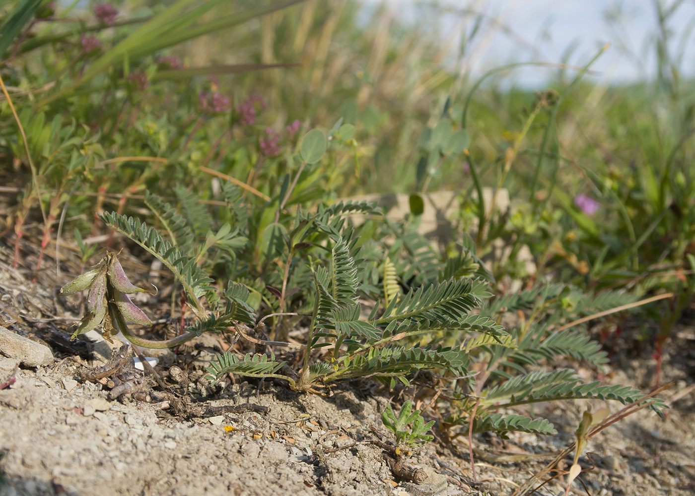 Image of Astragalus resupinatus specimen.