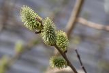 род Salix