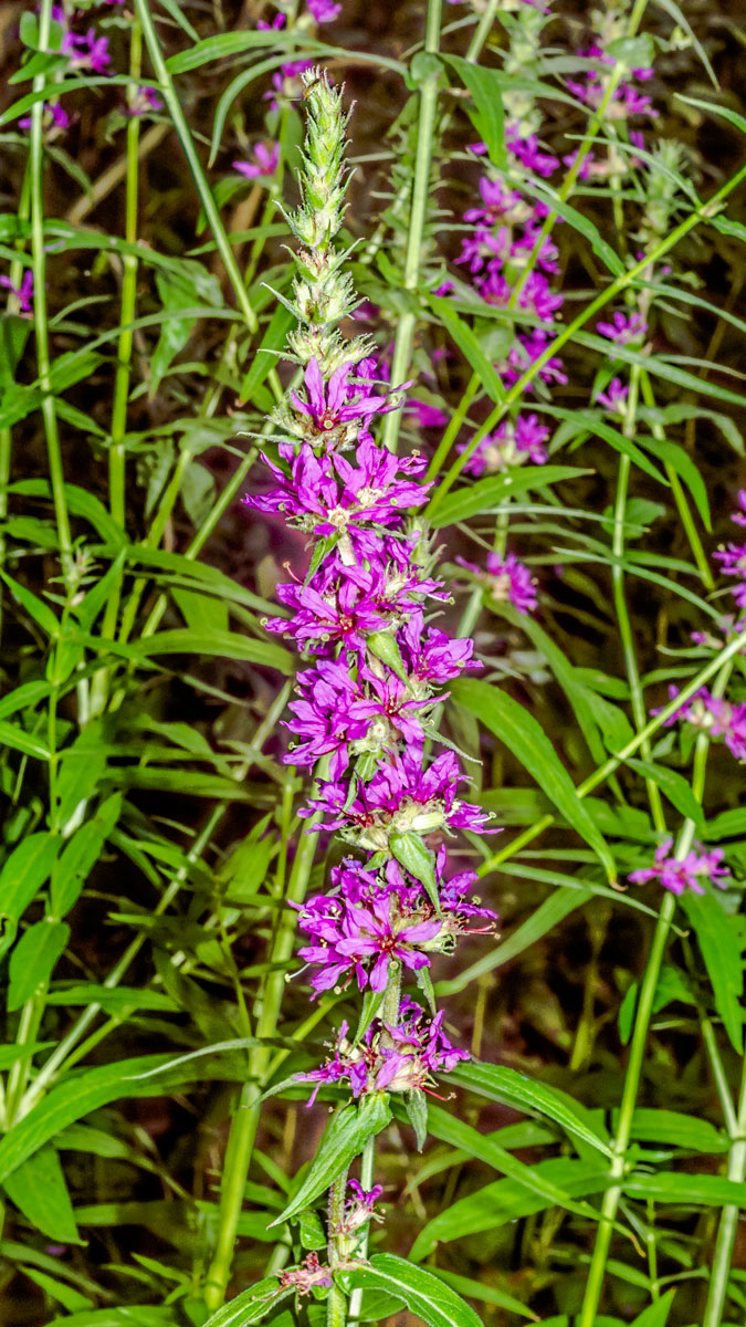 Image of Lythrum salicaria specimen.