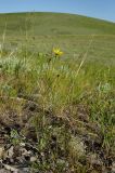 Scorzonera stricta. Цветушее растение. Оренбургская обл., Саракташский р-н, Жёлтинский сельсовет, окр. Кандуровского карьера, каменистая степь. 29 мая 2024 г.
