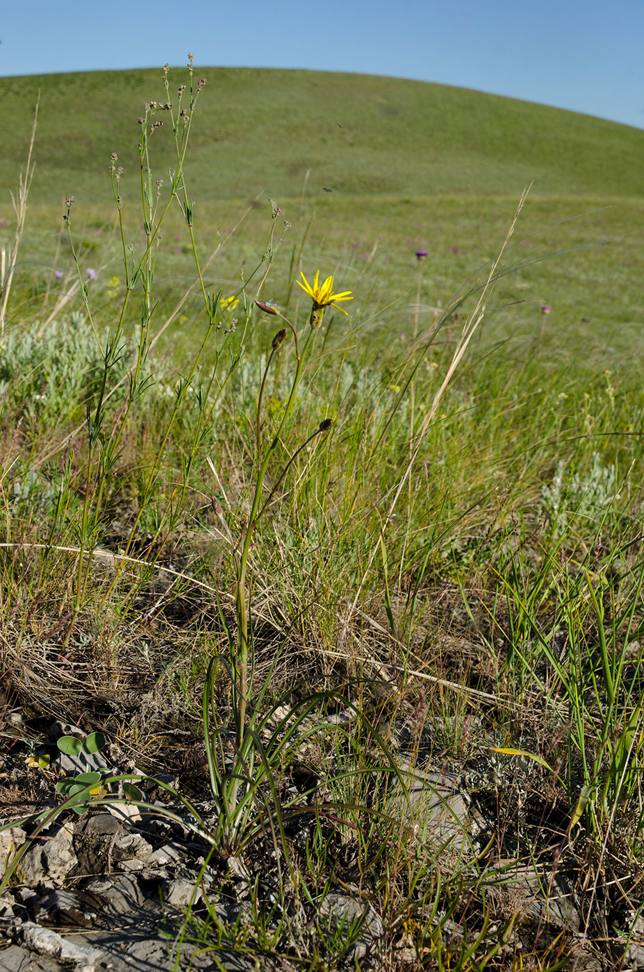 Image of Scorzonera stricta specimen.
