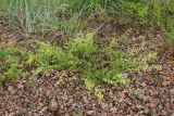 Galium × pomeranicum