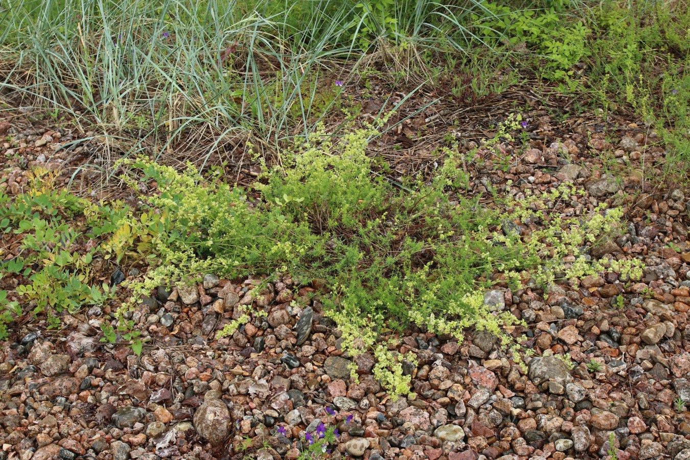 Image of Galium &times; pomeranicum specimen.
