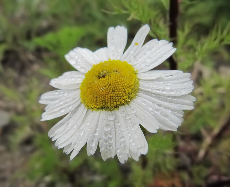 Image of Tripleurospermum subpolare specimen.