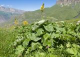 Ligularia subsagittata