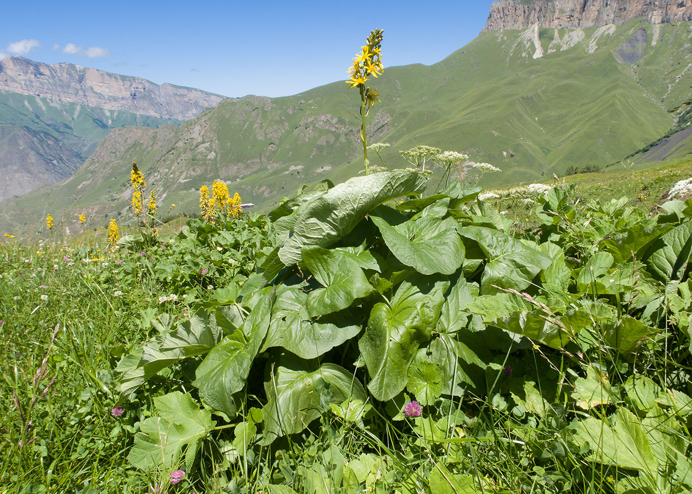 Image of Ligularia subsagittata specimen.