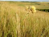 Centaurea rigidifolia