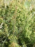 genus Juniperus