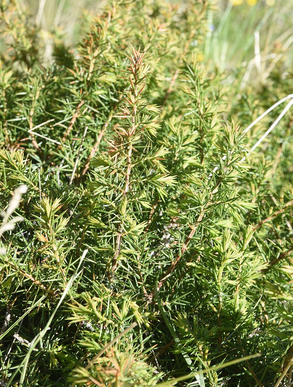 Image of genus Juniperus specimen.