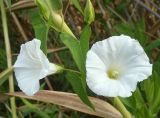 Calystegia sepium
