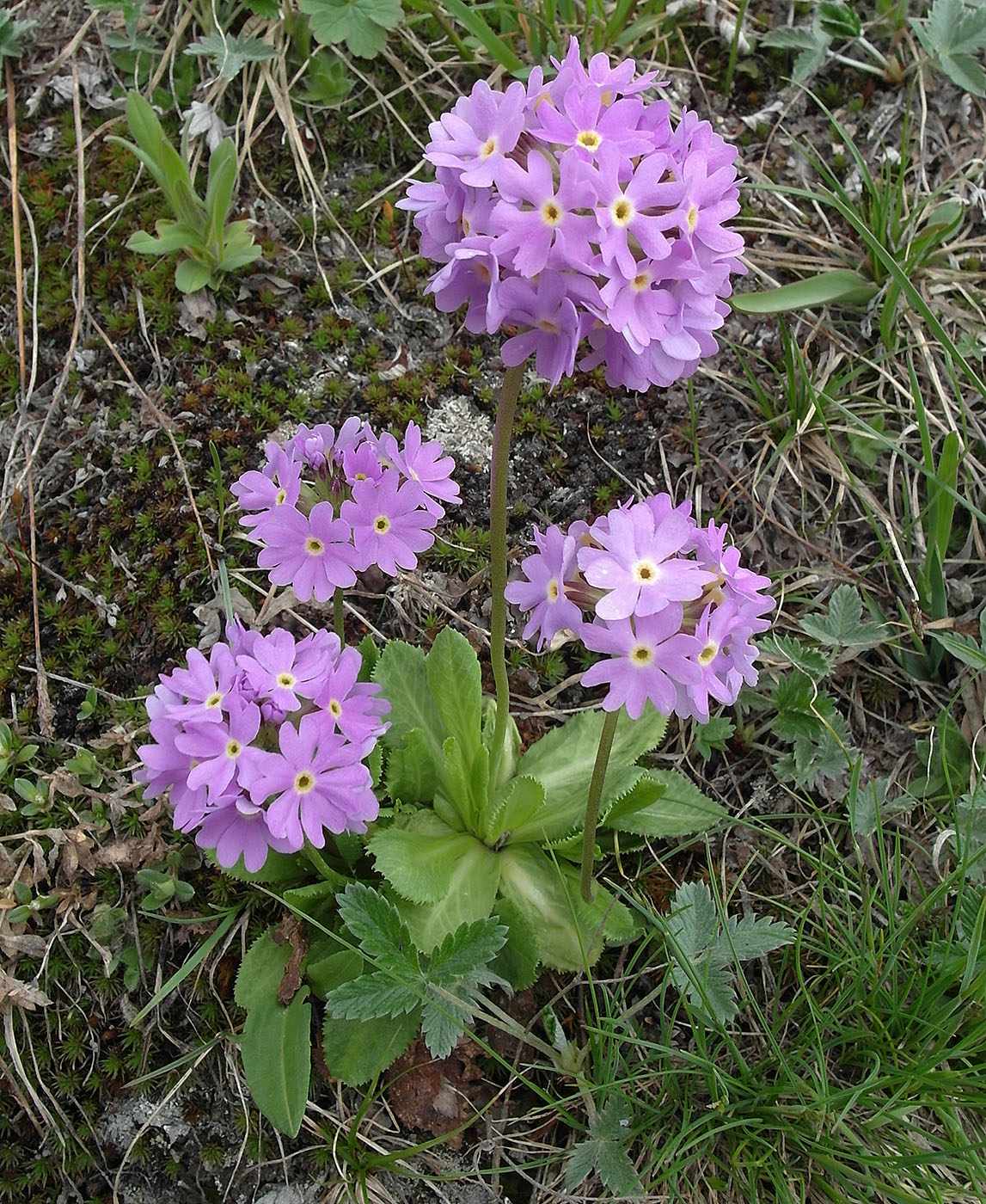 Image of Primula algida specimen.
