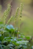 Orthilia secunda. Верхушки побегов с соплодиями. Калужская обл., Перемышльский р-н, дол. р. Жиздра, сосновый лес. 13.08.2025.