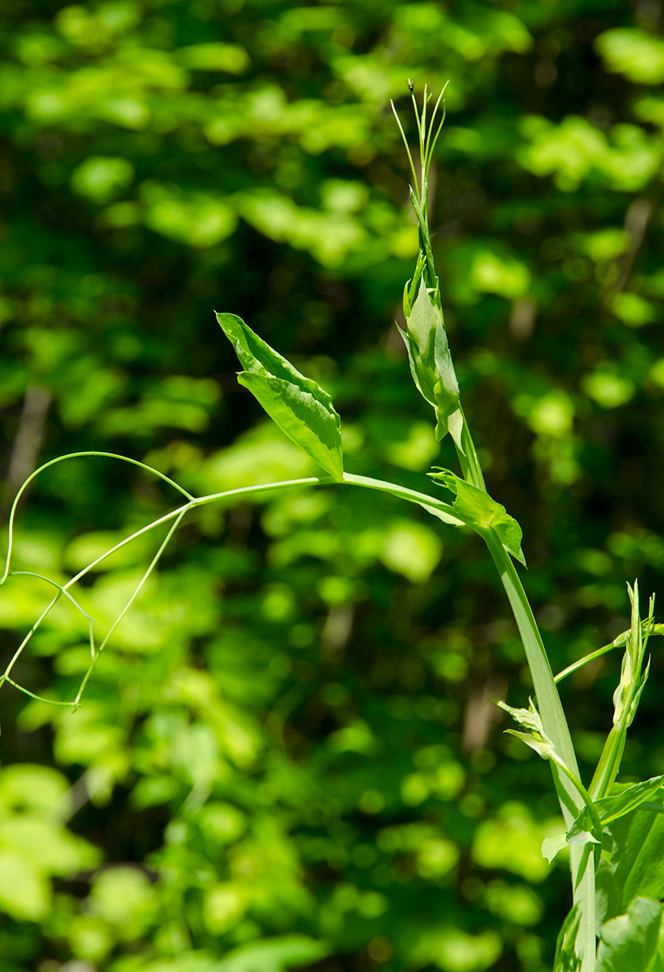 Image of genus Lathyrus specimen.