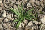 Echium vulgare. Вегетирующее растение. Псковская обл., Псковский р-н, окр. погоста Выбуты, берег р. Великая, щебнистая россыпь у подножья известнякового обрыва. 02.08.2025.