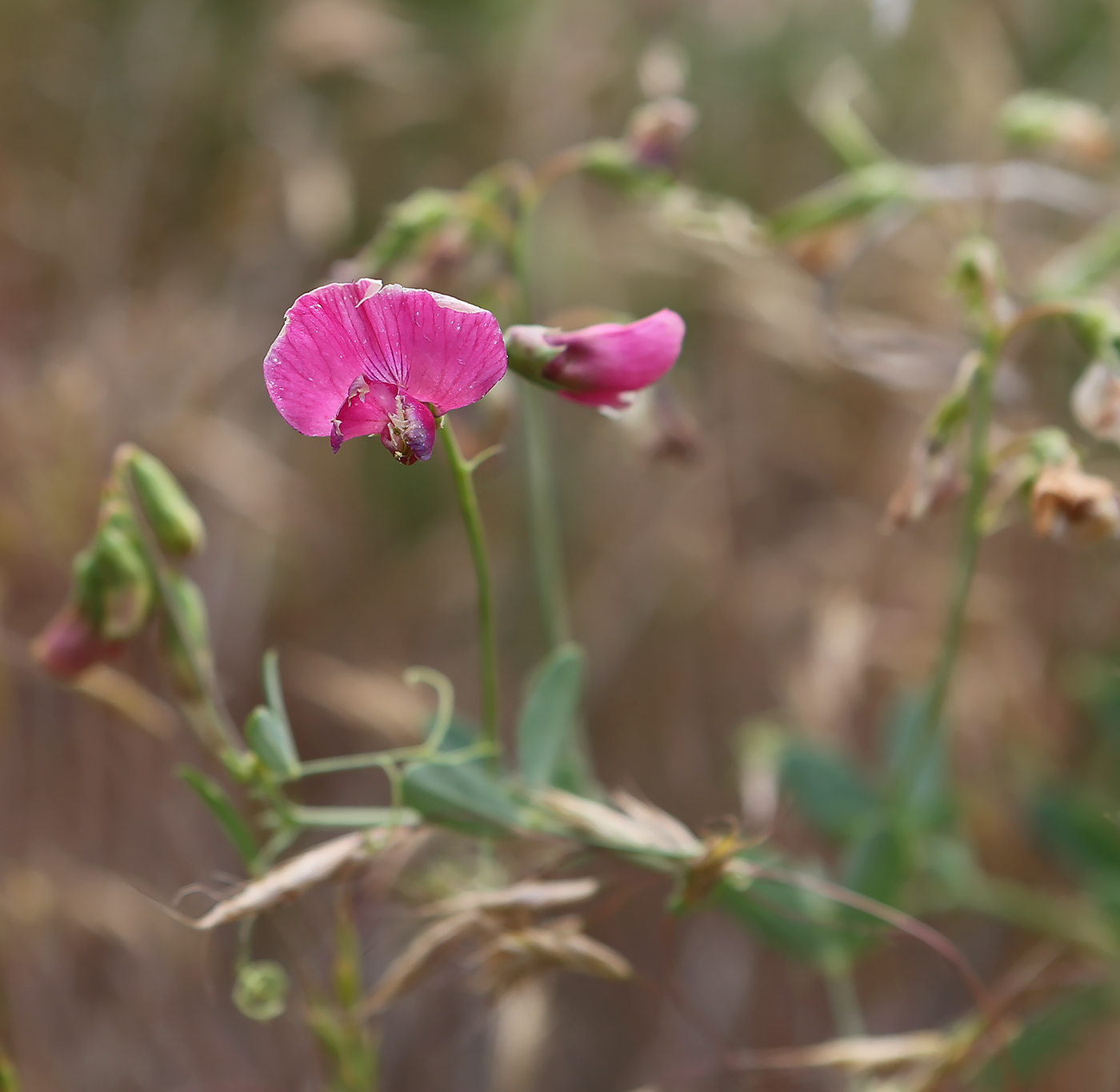 Изображение особи Lathyrus tuberosus.