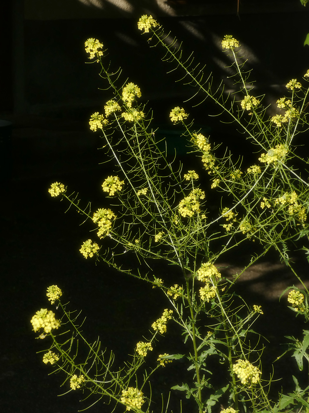Image of Sisymbrium loeselii specimen.