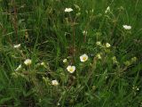 Potentilla rupestris