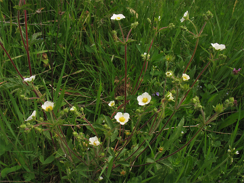 Image of Potentilla rupestris specimen.