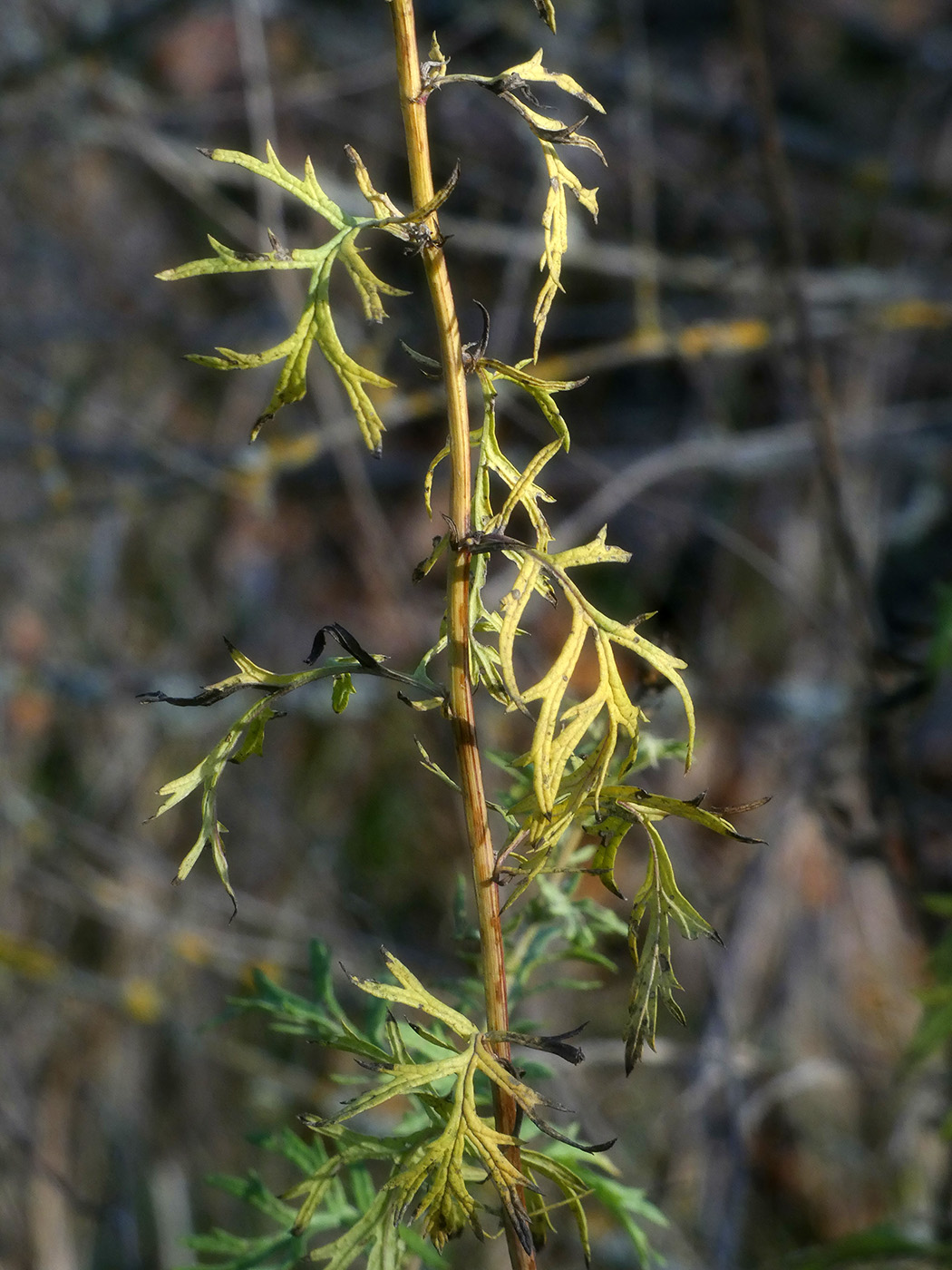 Image of Unknown species specimen.