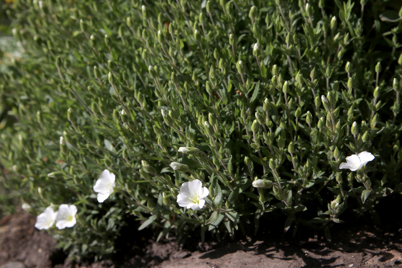 Изображение особи Arenaria montana.