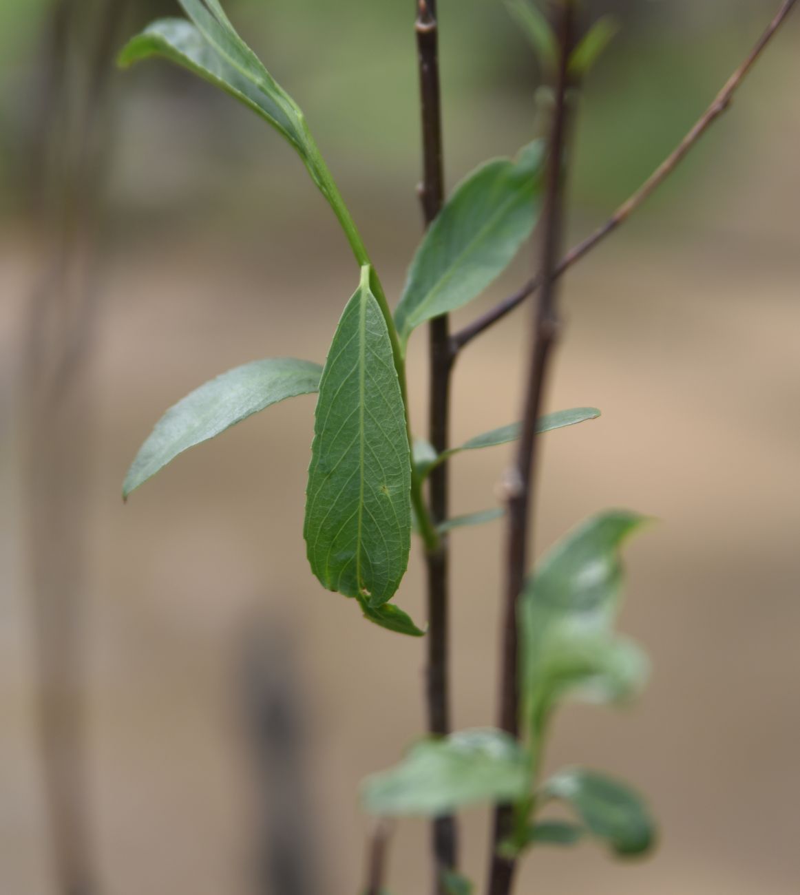 Image of genus Salix specimen.