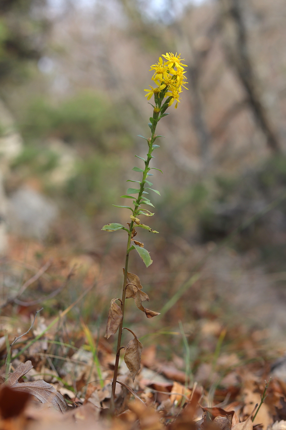Изображение особи Solidago virgaurea ssp. jailarum.