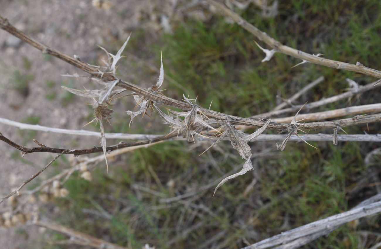 Image of familia Asteraceae specimen.