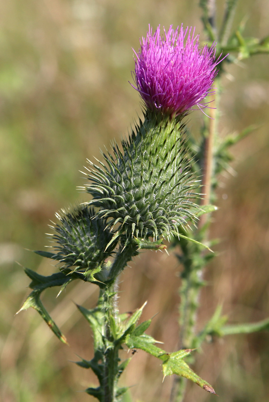 Image of Cirsium vulgare specimen.