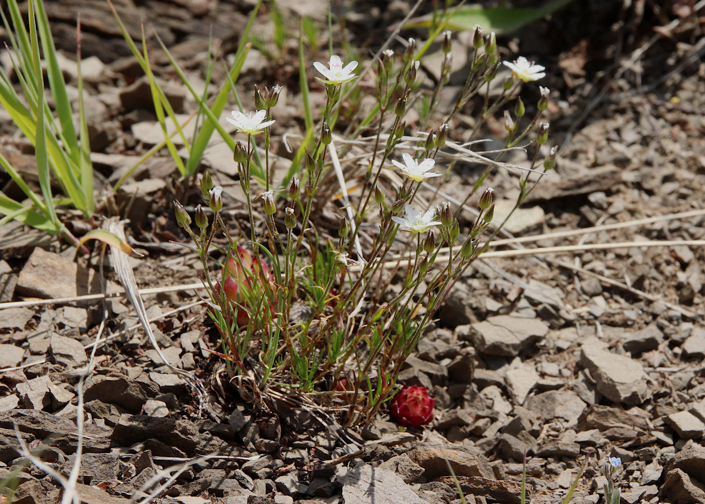 Изображение особи Minuartia oreina.