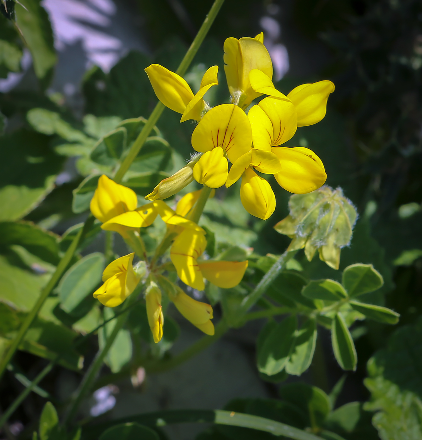 Изображение особи Securigera orientalis.