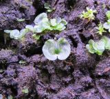 Osmunda regalis. Гаметофит (заросток). Московская обл., Щёлковский р-н, в культуре. 18.01.2026.