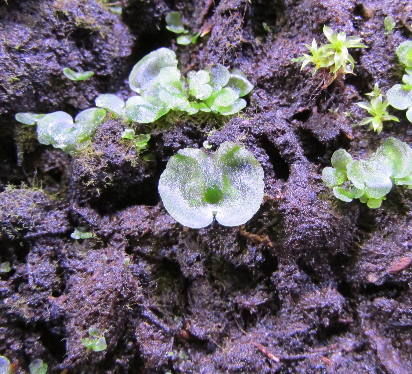 Image of Osmunda regalis specimen.