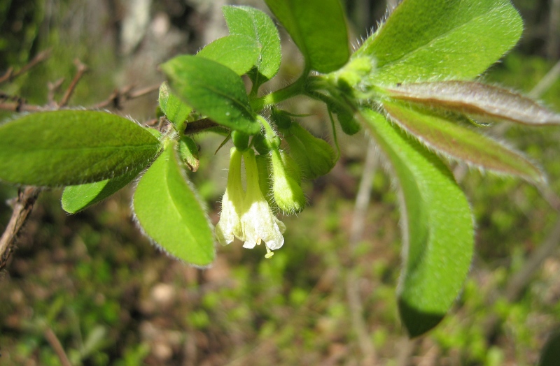 Изображение особи Lonicera pallasii.