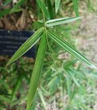 Bambusa multiplex. Верхушка побега. Абхазия, г. Сухум, Ботанический сад. 13.08.2024.