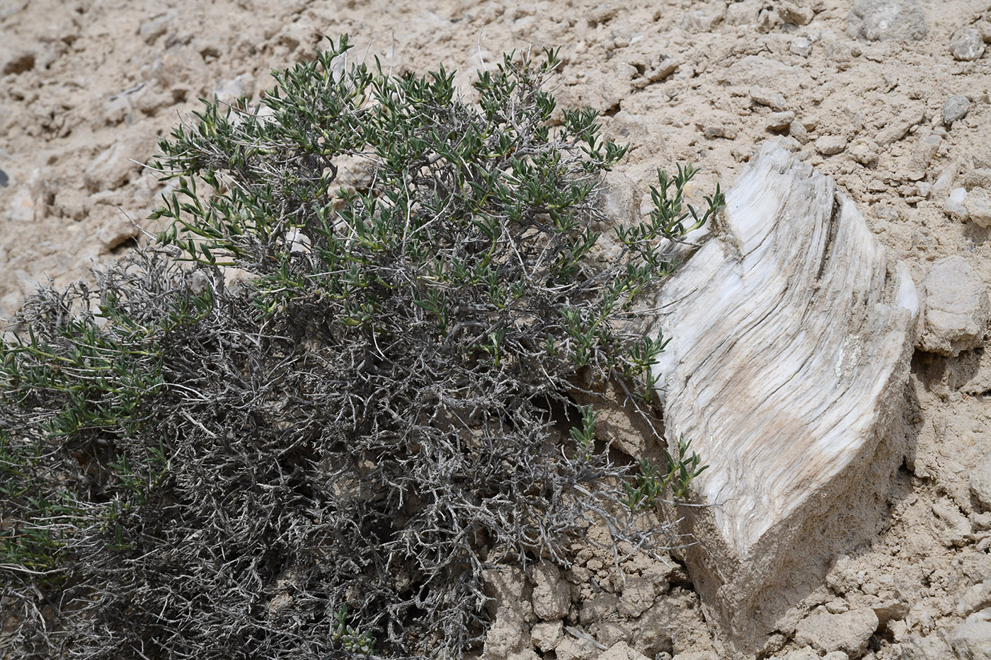 Изображение особи Helianthemum songaricum.