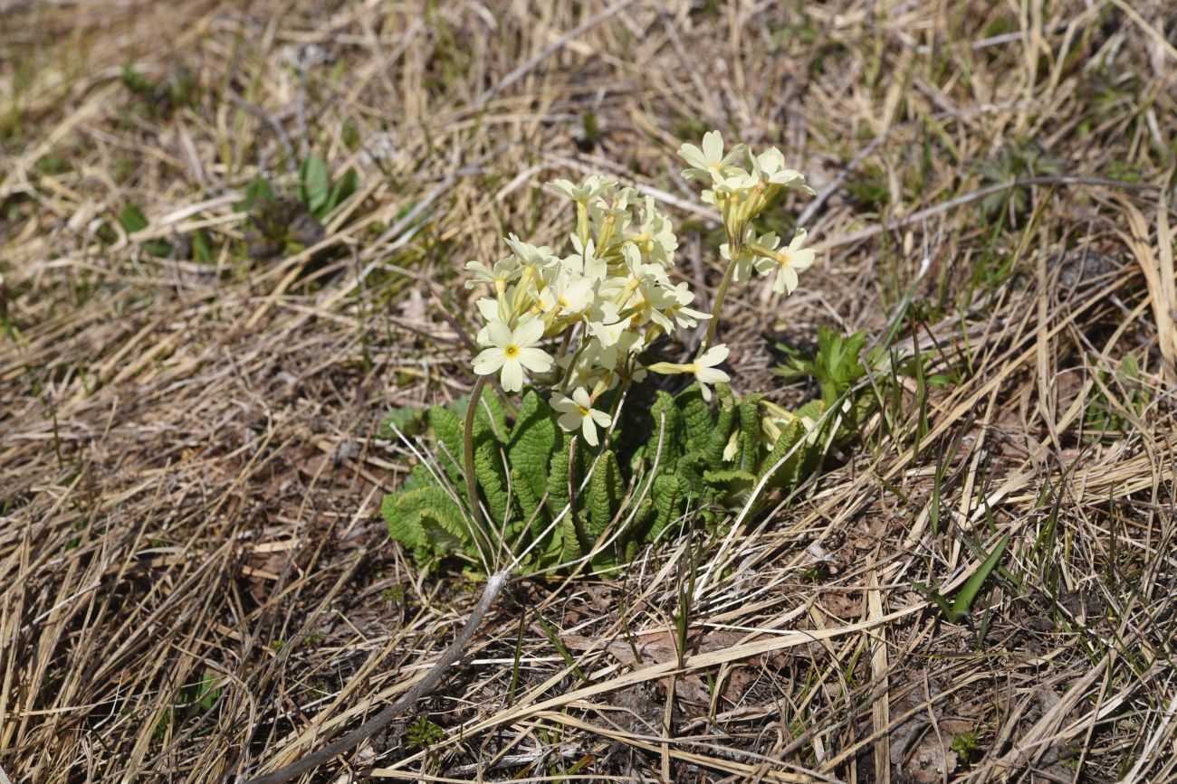 Изображение особи Primula ruprechtii.