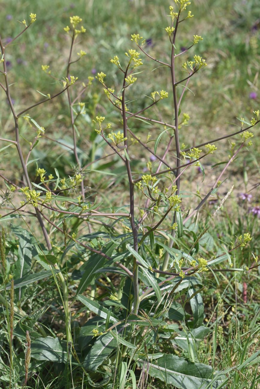 Изображение особи Erucastrum armoracioides.