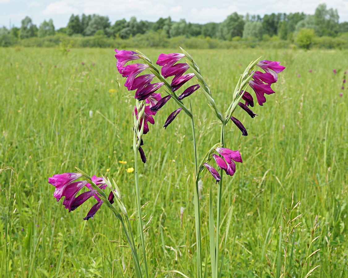 Image of Gladiolus imbricatus specimen.