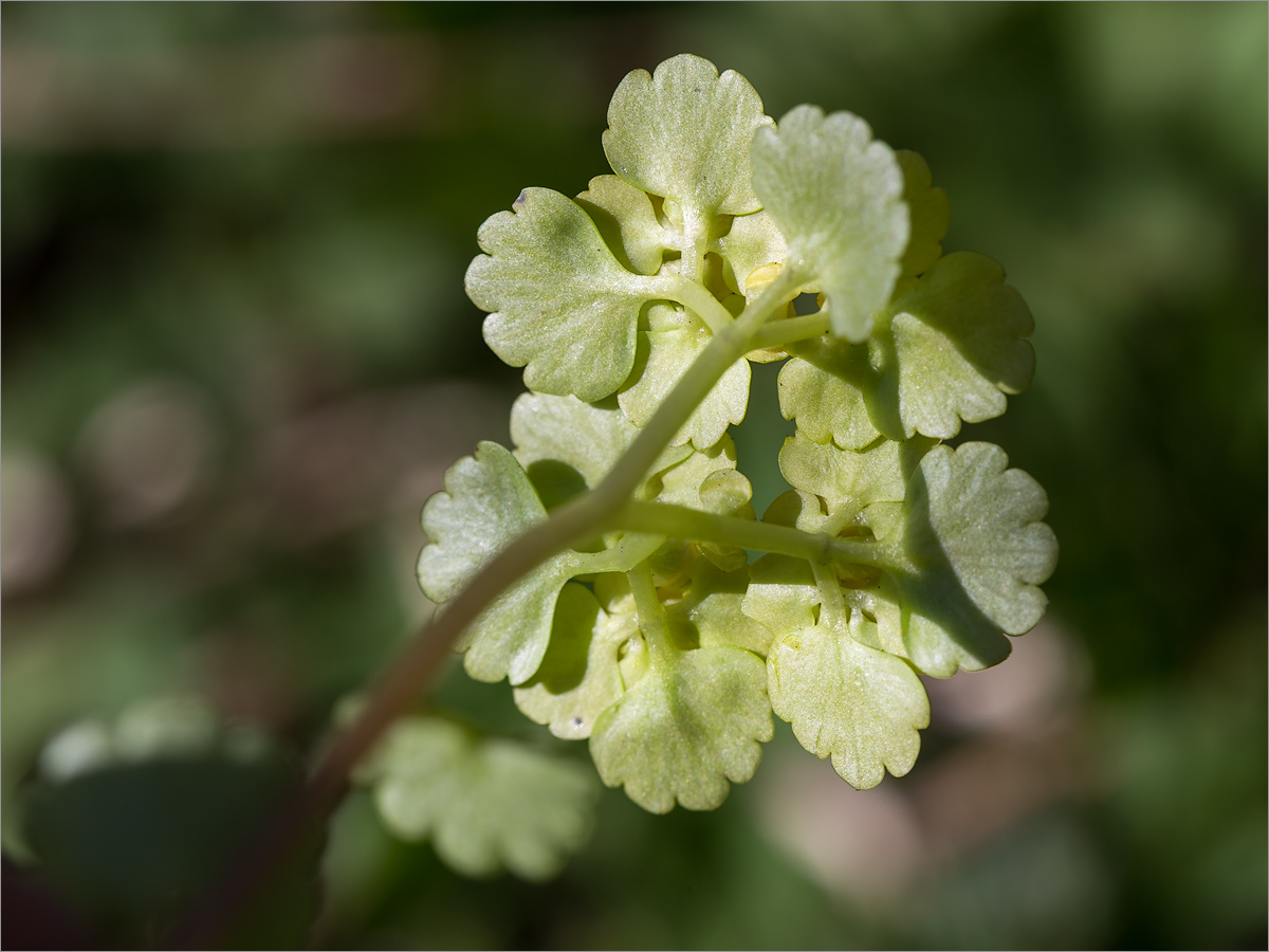 Изображение особи Chrysosplenium alternifolium.