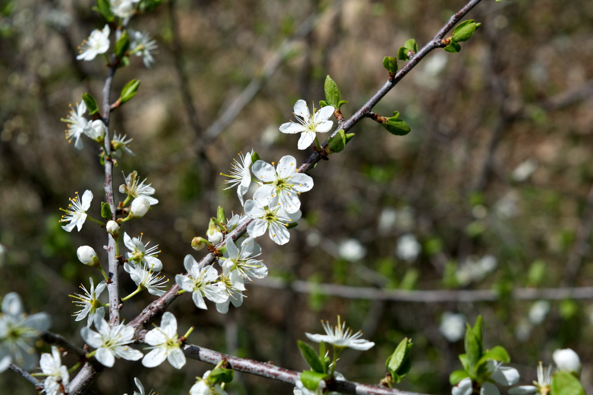 Image of genus Prunus specimen.